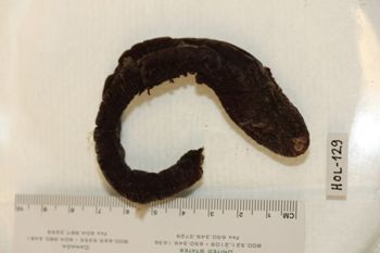 Media type: image;   Invertebrate Zoology HOL-129 Description: Preserved specimen.;